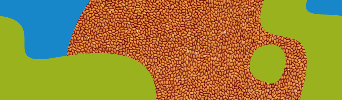 Camelina Oil: Benefits, Uses & How to Choose