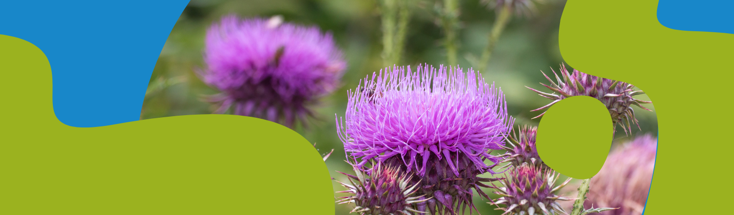 Milk Thistle Oil – Benefits, Uses and Dosage