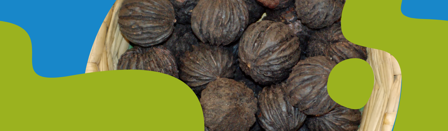 Black Walnut: Properties, Traditional Uses and Supplements