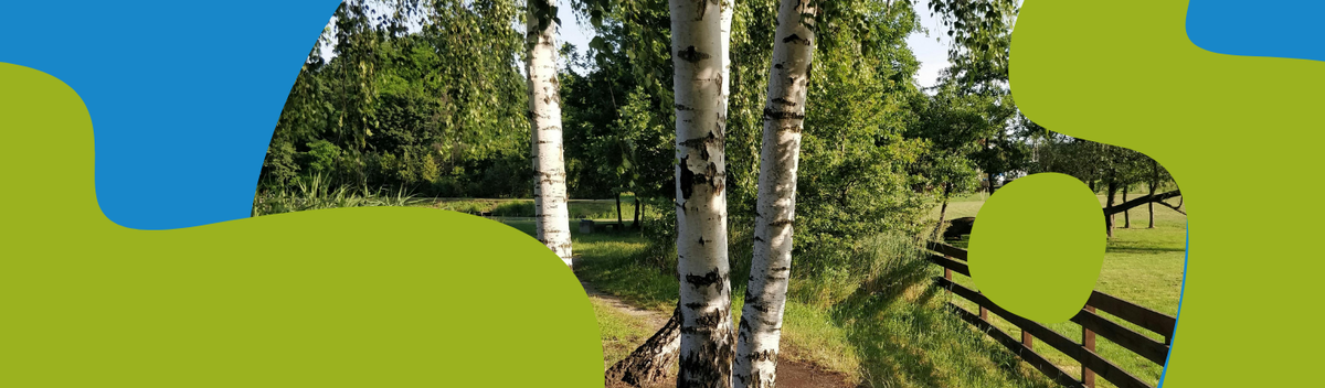 Birch Sap: How to Collect, Store and Drink It